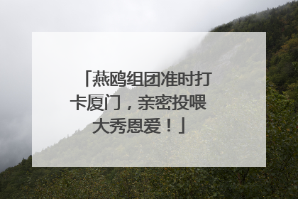 燕鸥组团准时打卡厦门，亲密投喂大秀恩爱！