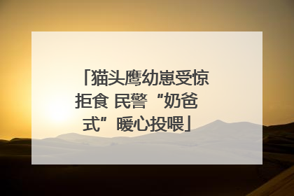 猫头鹰幼崽受惊拒食 民警“奶爸式”暖心投喂