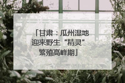 甘肃：瓜州湿地迎来野生“精灵”繁殖高峰期