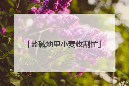盐碱地里小麦收割忙