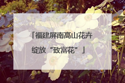 福建屏南高山花卉绽放“致富花”