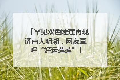 罕见双色睡莲再现济南大明湖，网友直呼“好运莲莲”