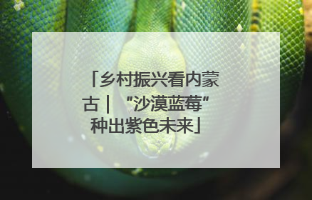 乡村振兴看内蒙古｜“沙漠蓝莓”种出紫色未来