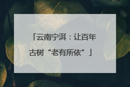 云南宁洱：让百年古树“老有所依”
