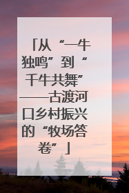 从“一牛独鸣”到“千牛共舞”——古渡河口乡村振兴的“牧场答卷”