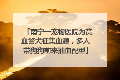 南宁一宠物医院为贫血警犬征集血源，多人带狗狗前来抽血配型