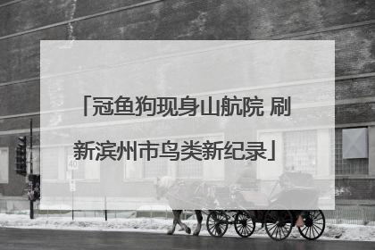冠鱼狗现身山航院 刷新滨州市鸟类新纪录