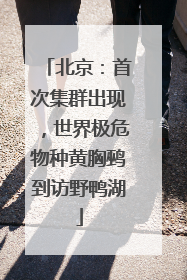 北京：首次集群出现，世界极危物种黄胸鹀到访野鸭湖