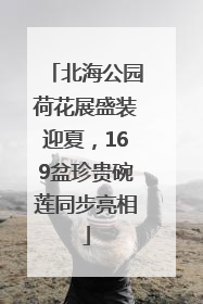 北海公园荷花展盛装迎夏，169盆珍贵碗莲同步亮相