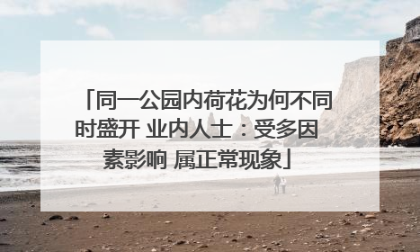 同一公园内荷花为何不同时盛开 业内人士：受多因素影响 属正常现象