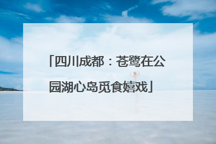 四川成都：苍鹭在公园湖心岛觅食嬉戏