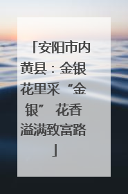 安阳市内黄县：金银花里采“金银” 花香溢满致富路