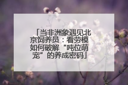 当非洲象遇见北京饲养员：看劳模如何破解“吨位萌宠”的养成密码