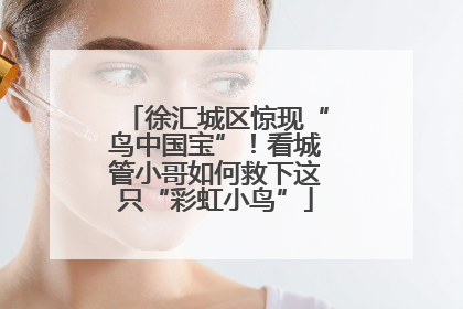 徐汇城区惊现“鸟中国宝”！看城管小哥如何救下这只“彩虹小鸟”