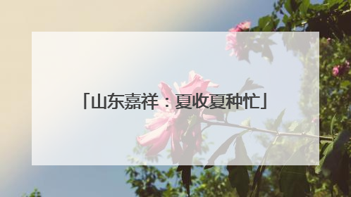 山东嘉祥：夏收夏种忙