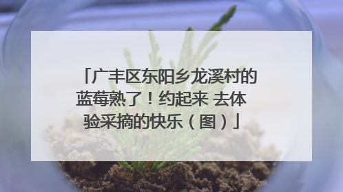 广丰区东阳乡龙溪村的蓝莓熟了！约起来 去体验采摘的快乐（图）