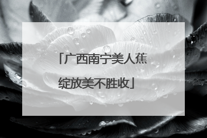 广西南宁美人蕉绽放美不胜收
