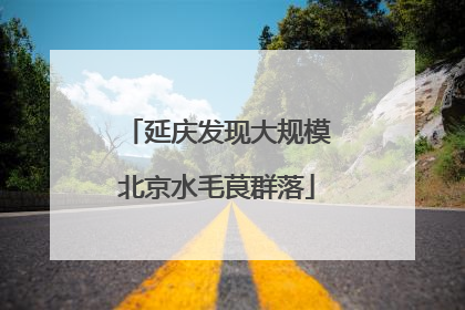 延庆发现大规模北京水毛茛群落