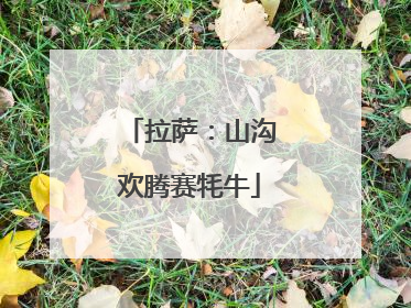 拉萨：山沟欢腾赛牦牛