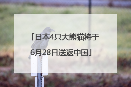 日本4只大熊猫将于6月28日送返中国