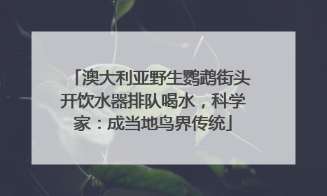 澳大利亚野生鹦鹉街头开饮水器排队喝水，科学家：成当地鸟界传统