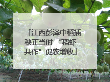 江西彭泽中稻插秧正当时 “稻虾共作”促农增收