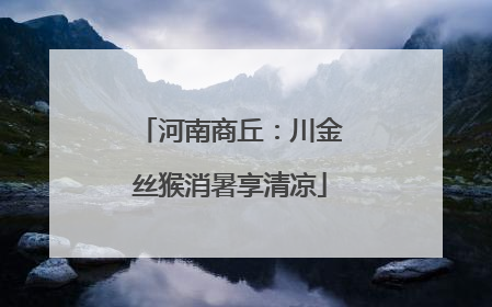 河南商丘：川金丝猴消暑享清凉
