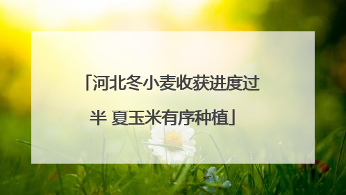 河北冬小麦收获进度过半 夏玉米有序种植