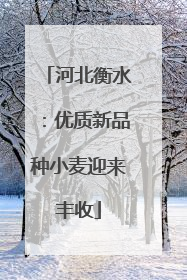 河北衡水：优质新品种小麦迎来丰收