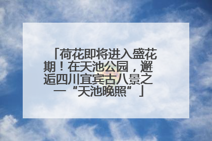 荷花即将进入盛花期！在天池公园，邂逅四川宜宾古八景之一“天池晚照”