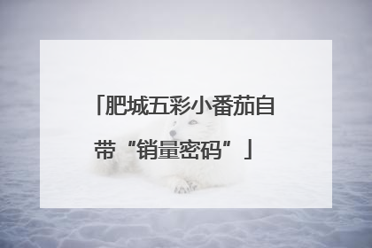 肥城五彩小番茄自带“销量密码”
