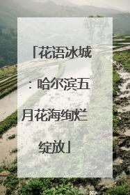 花语冰城：哈尔滨五月花海绚烂绽放