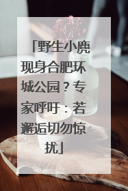 野生小麂现身合肥环城公园？专家呼吁：若邂逅切勿惊扰