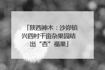 陕西神木：沙峁镇兴四村千亩杂果园结出“杏”福果