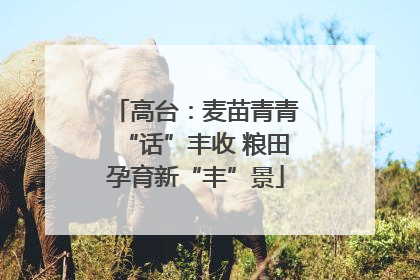 高台：麦苗青青“话”丰收 粮田孕育新“丰”景